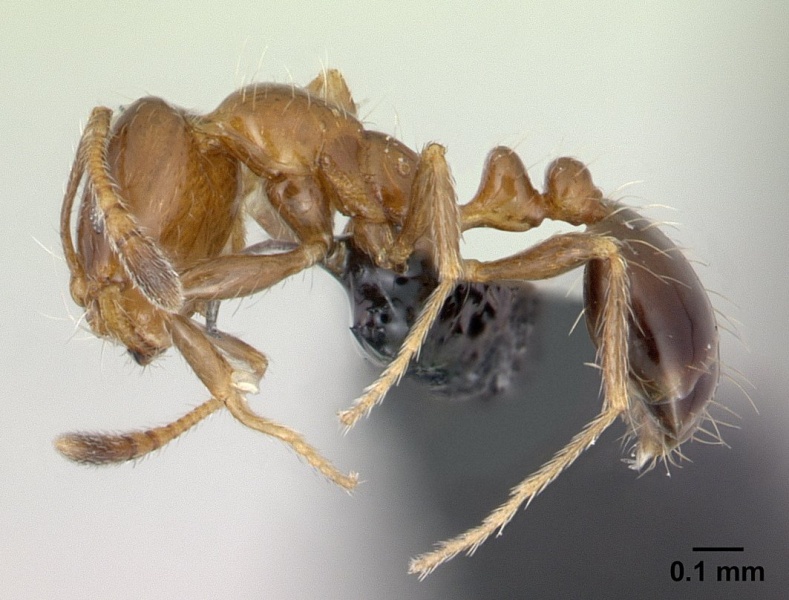 File:Monomorium madecassum casent0133594 profile 1.jpg