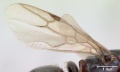 Polyergus nigerrimus casent0173340 profile 3.jpg