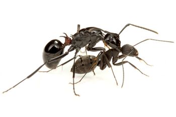 Polyrhachis lamellidens queen with Camponotus japonicus worker, Taku Shimada (4).jpg