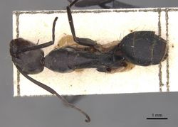 Camponotus eugeniae amplior casent0910318 d 1 high.jpg