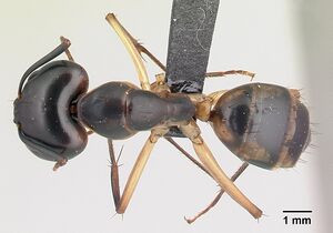 Camponotus maculatus casent0146442 dorsal 1.jpg