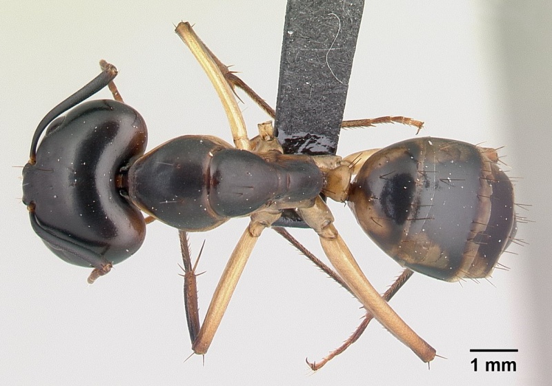 File:Camponotus maculatus casent0146442 dorsal 1.jpg