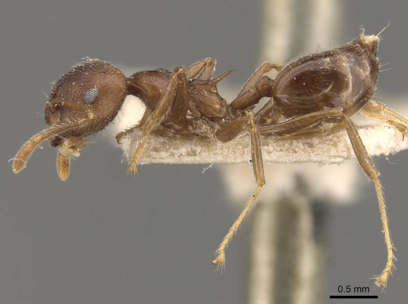 File:Crematogaster modiglianii casent0908636 p 1 high.jpg