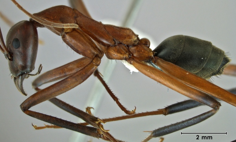 File:Leptomyrmex tibialis ANIC32-062475 side 12.5-Antwiki.jpg