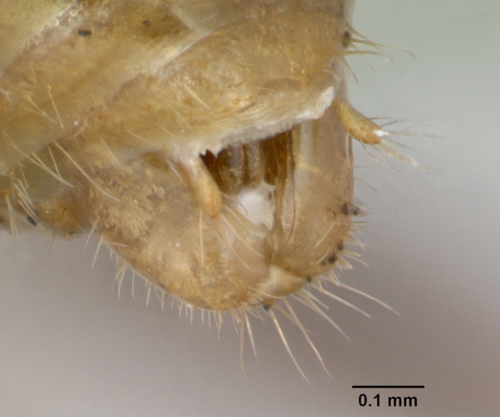 File:Myrmica ruginodis casent0173165 profile 2.jpg