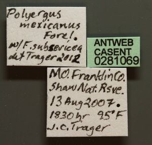 Polyergus mexicanus casent0281069 l 1 high.jpg