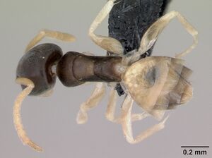 Tapinoma melanocephalum casent0125363 dorsal 1.jpg