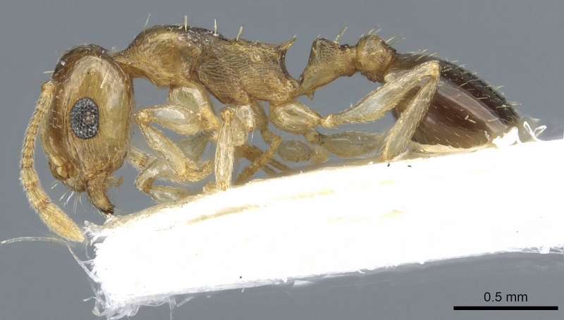 File:Temnothorax universitatis casent0911191 p 1 high.jpg