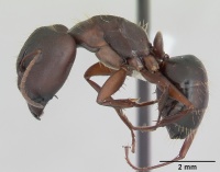 Camponotus punctulatus casent0173437 profile 1.jpg