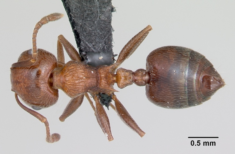 File:Crematogaster schmidti casent0080805 dorsal 1.jpg