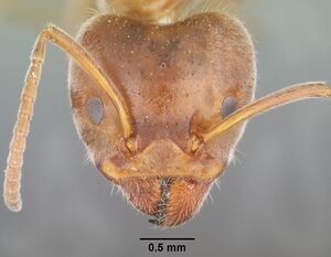 Liometopum apiculatum casent0102758 head 1.jpg