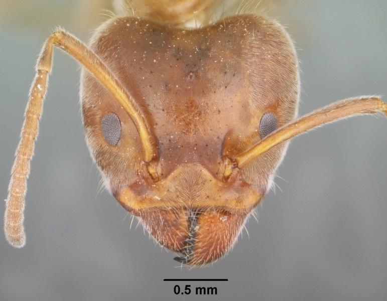 File:Liometopum apiculatum casent0102758 head 1.jpg