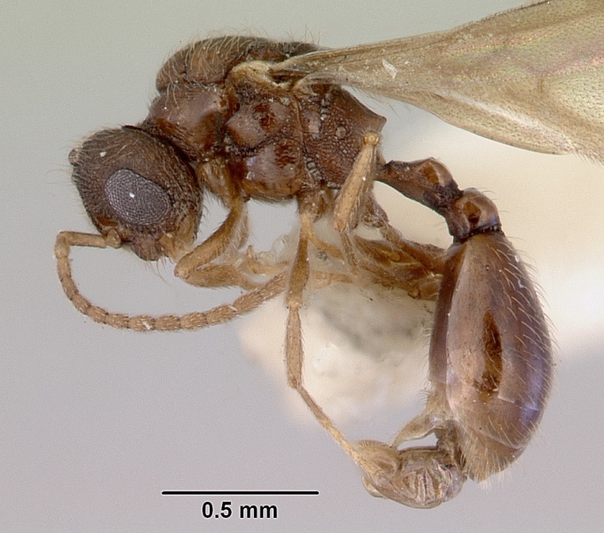 File:Mayriella abstinens casent0172350 profile 1.jpg