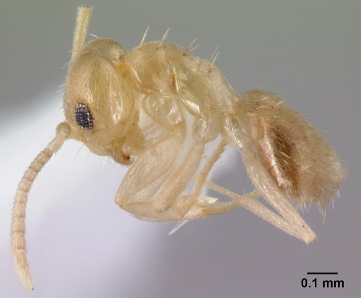 File:Paraparatrechina minutula casent0178393 p 1 high.jpg