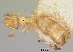 Plagiolepis exigua casent0101307 dorsal 1.jpg