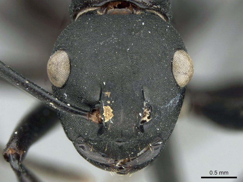 File:Polyrhachis frauenfeldi casent0906583 h 1 high.jpg