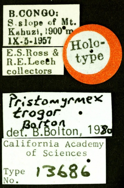 File:Pristomyrmex trogor castype13686 label 1.jpg