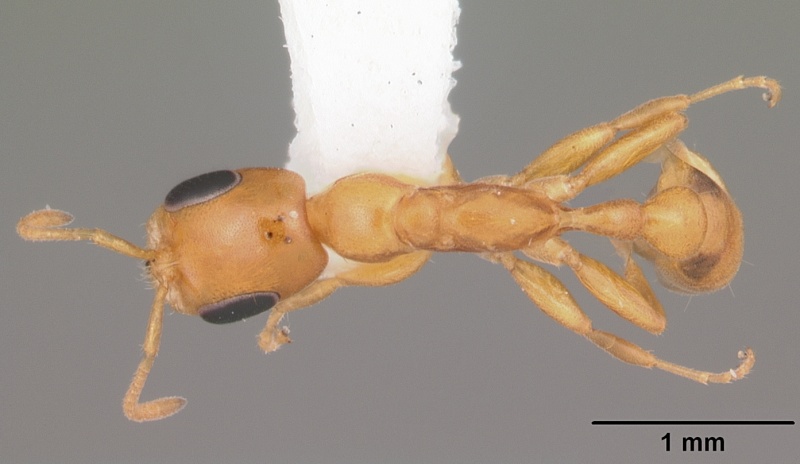 File:Pseudomyrmex pallidus casent0103890 dorsal 1.jpg