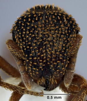 Calyptomyrmex sparsus head view