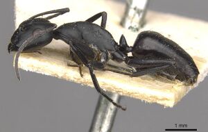 Camponotus bruchi casent0909965 p 1 high.jpg