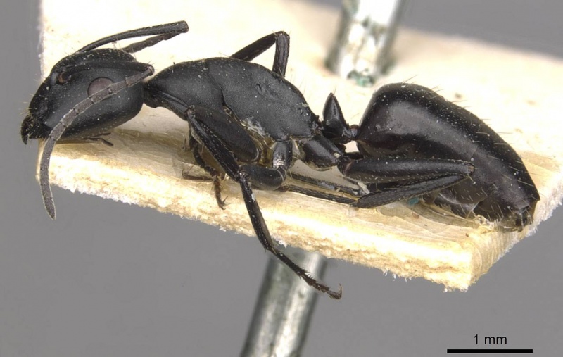 File:Camponotus bruchi casent0909965 p 1 high.jpg