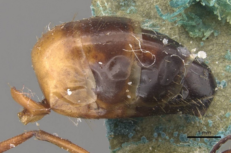 File:Camponotus claripes casent0910370 p 2 high.jpg