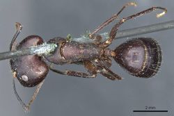 Camponotus congolensis casent0905310 d 1 high.jpg