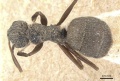 Camponotus senex casent0911743 d 1 high.jpg