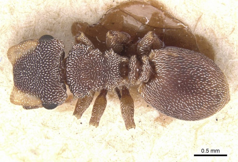 File:Cephalotes fossithorax casent0912599 d 1 high.jpg