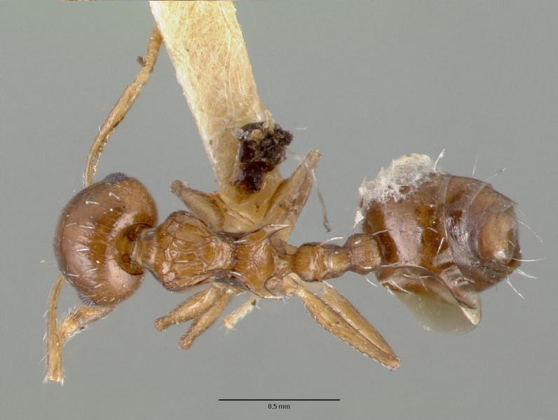 File:Crematogaster curvispinosa castype00627 dorsal 1.jpg