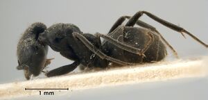 MCZ-ENT00021283 Iridomyrmex biconvexus hal.jpg