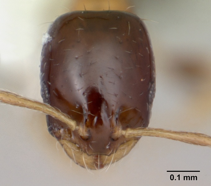 File:Monomorium floricola casent0173985 head 1.jpg