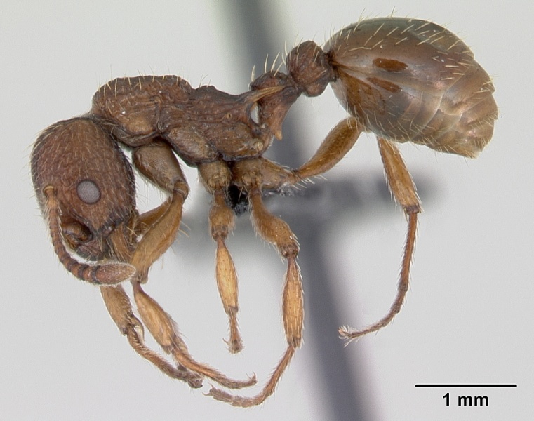 File:Myrmica sabuleti casent0173177 profile 1.jpg