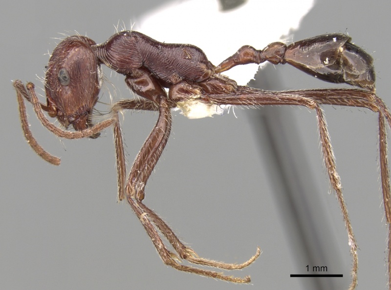 File:Ocymyrmex nitidulus casent0280940 p 1 high.jpg