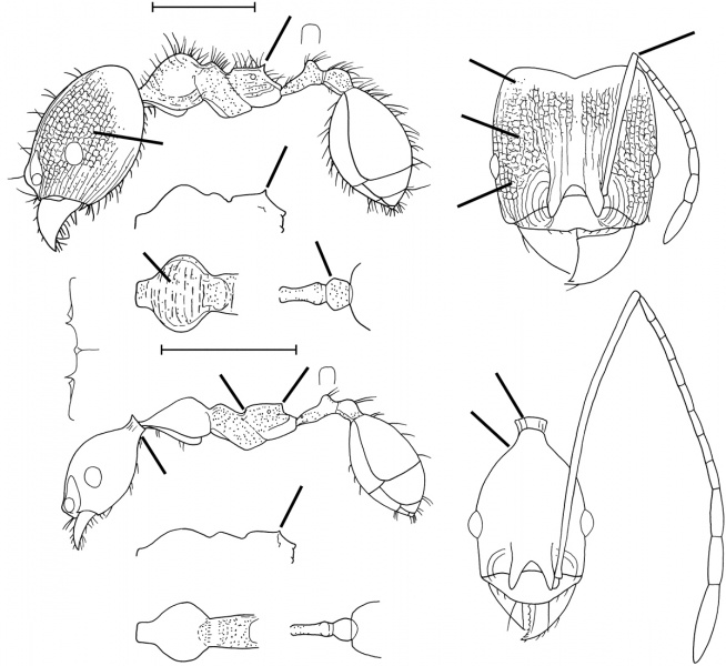 File:Pheidole cuevasi Wilson 2003.jpg