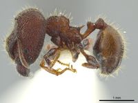 Pheidole deima jtlc000016361 p 1 high.jpg