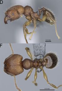 Pheidole parvula F49 d f.jpg