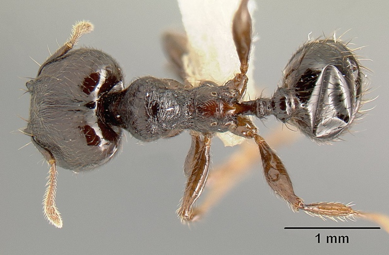 File:Pheidole walkeri casent0609592 d 1 high.jpg