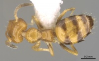 Plagiolepis brunni casent0281160 d 1 high.jpg