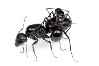 Polyrhachis lamellidens queen, Camponotus japonicus queen, Taku Shimada (2).jpg