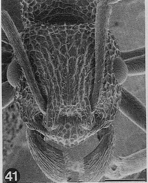 Rhytidoponera-arborea-SEM-H.jpg