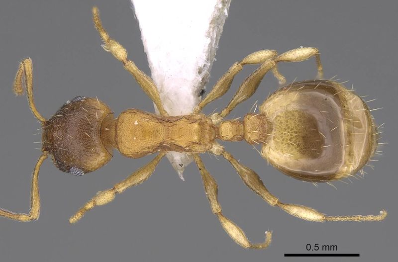 File:Temnothorax ariadnae casent0914694 d 1 high.jpg