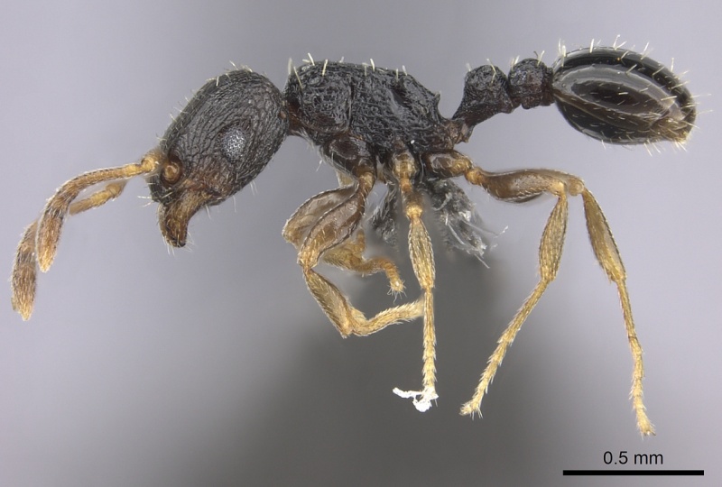 File:Tetramorium anxium casent0235786 p 1 high.jpg