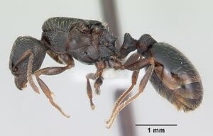 Tetramorium tsushimae casent0103103 profile 1.jpg