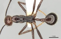 Aphaenogaster beccarii casent0280948 d 1 high.jpg