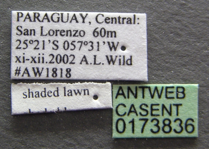 File:Dolichoderus germaini casent0173836 label 1.jpg