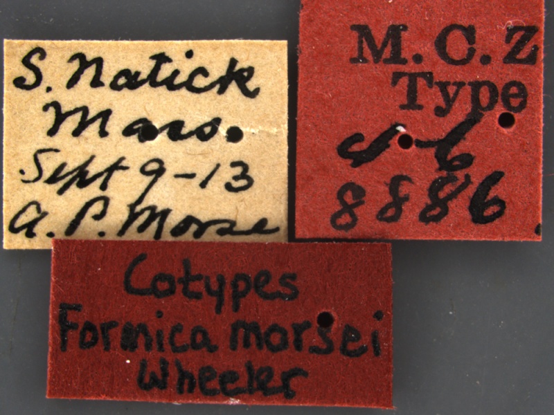 File:Formica-morsei-MCZ001Label.jpg