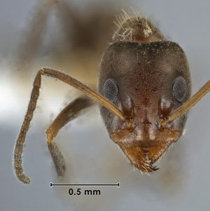 Iridomyrmex chasei head view