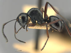 MCZ-ENT 001 Polyrhachis-yorkana hal.jpg