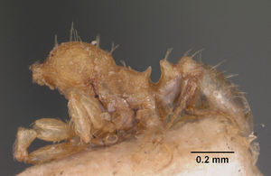 Pheidole flavens farquharensis casent0102292 profile 1.jpg